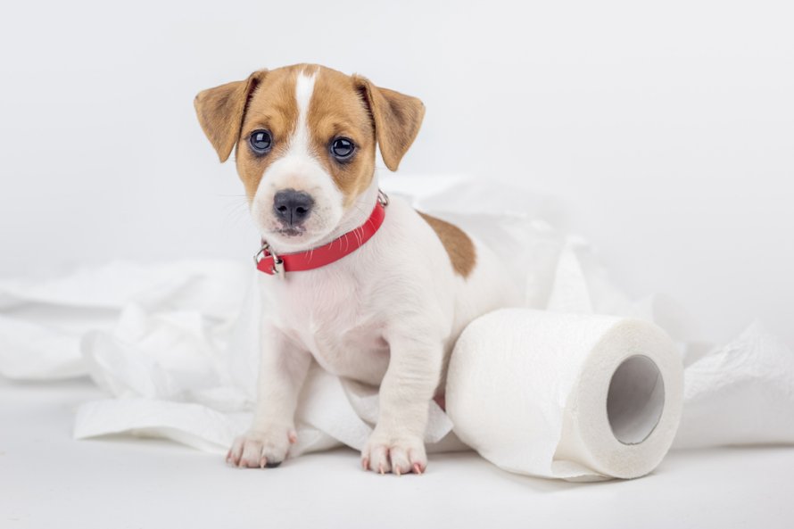 hond wc-papier