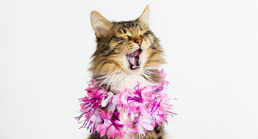 Beeld: Shutterstock