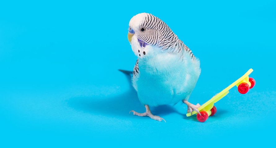 leukste dierenuitjes kinderen