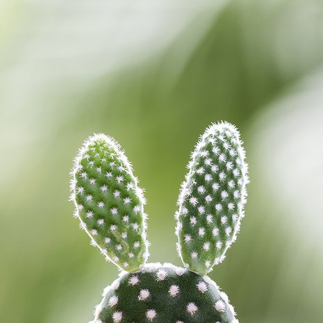 Beeld: Shutterstock