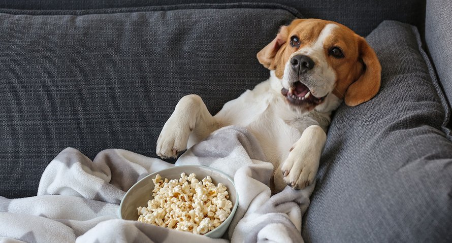 films blij van word
