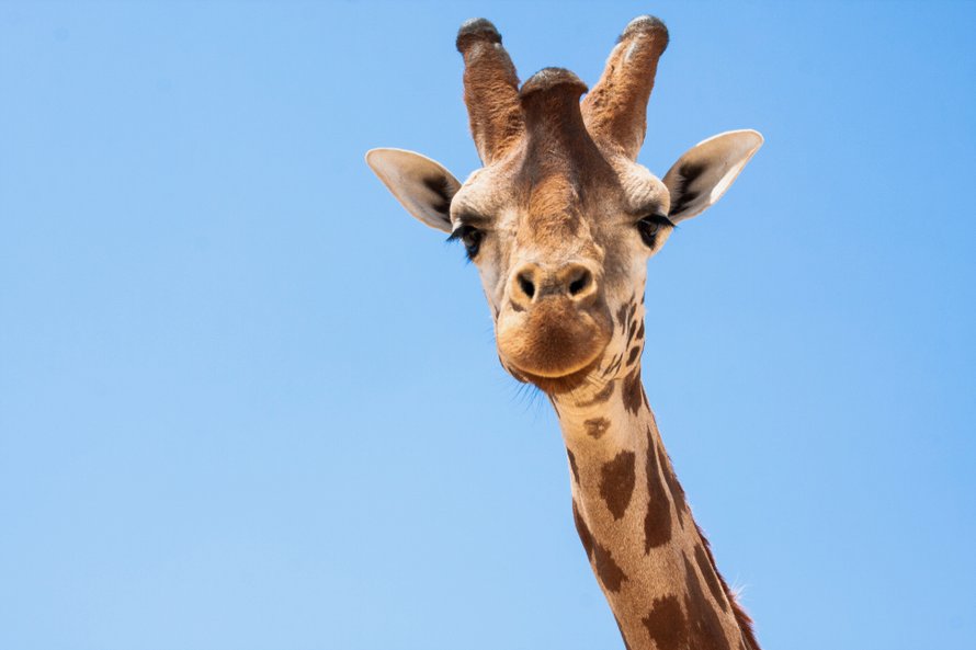 giraffe-in-zuid-afrika