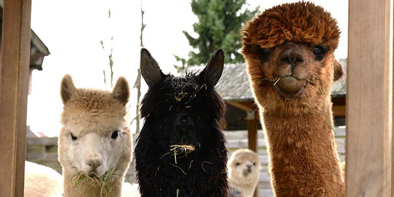 Farm alpaca Alpaca Clothing: