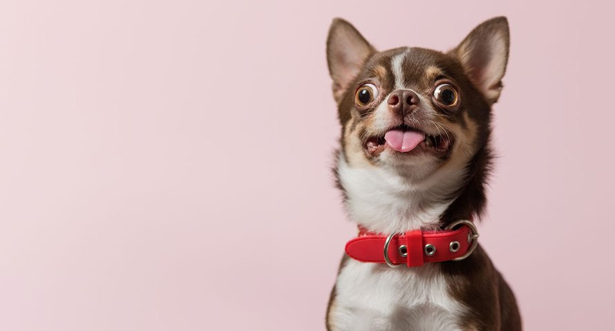 hilarische foto's vaderdag