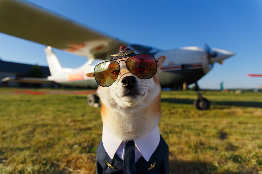 Hond mee in het vliegtuig dit zijn de regels