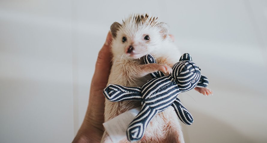dieren volgen Instagram