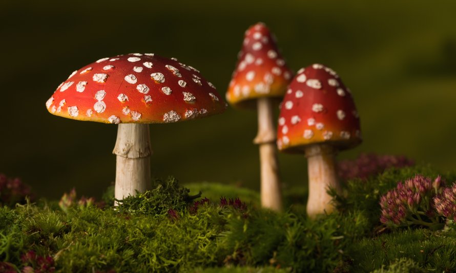 kabouterpaden-in-friesland