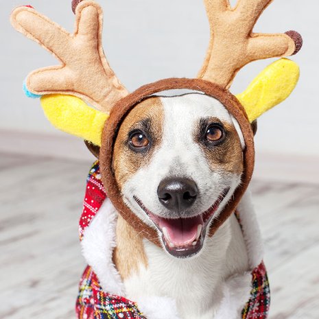kerstttruien
