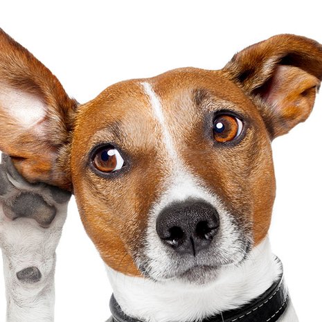 Beeld: Shutterstock