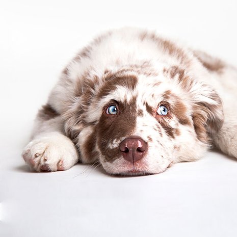 Patricia van Liemt wat is doggy style kind uitleggen