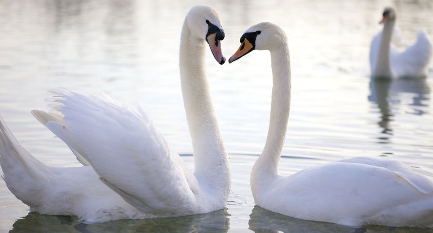 vrouwen relatie naast huwelijken delen