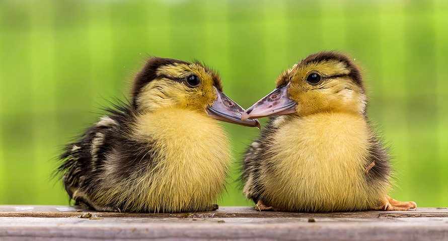 Beeld: Shutterstock