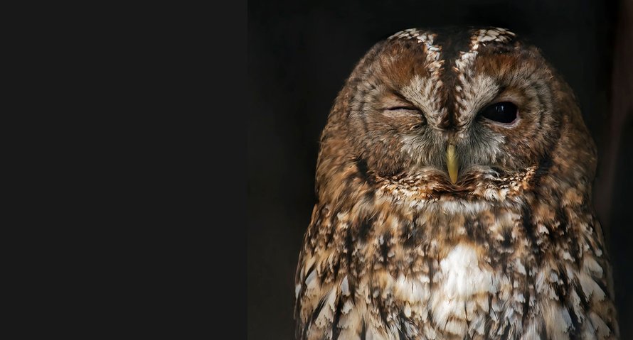 wild spotten met kinderen kerstvakantie 2020