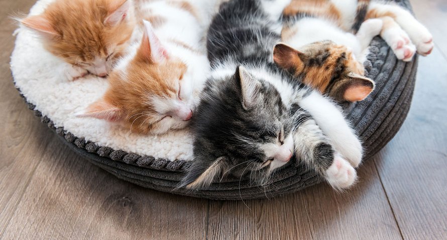 eten nooit aan tafel kinderen slapen bij mij in bed