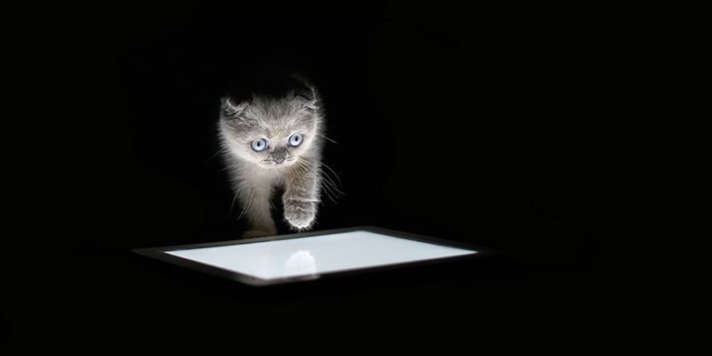 zoon hackte rekening