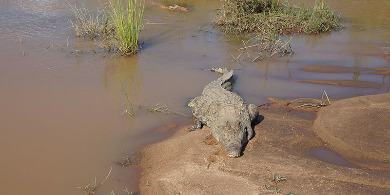 safari South Africa with kids