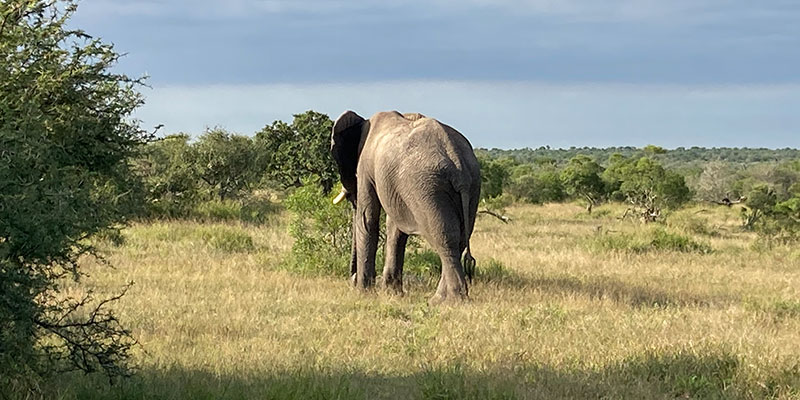 safari South Africa with kids